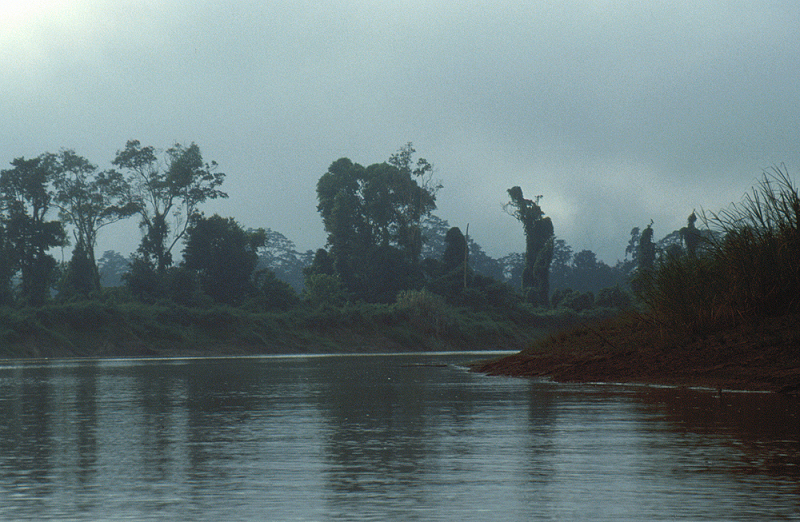 810_Op de Kinabantangan, Sabah.jpg